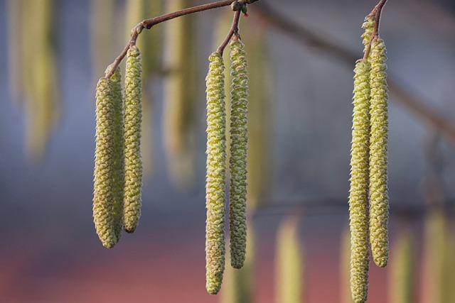 kitten, alder, alder blossom