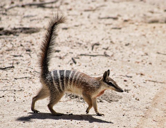 numbat, animal, wildlife, marsupial, mammal, tail, stripes, ant eater, endangered species, fauna, wilderness, wild, nature, dryandra woodlands, western australia, australia, numbat, numbat, numbat, numbat, numbat