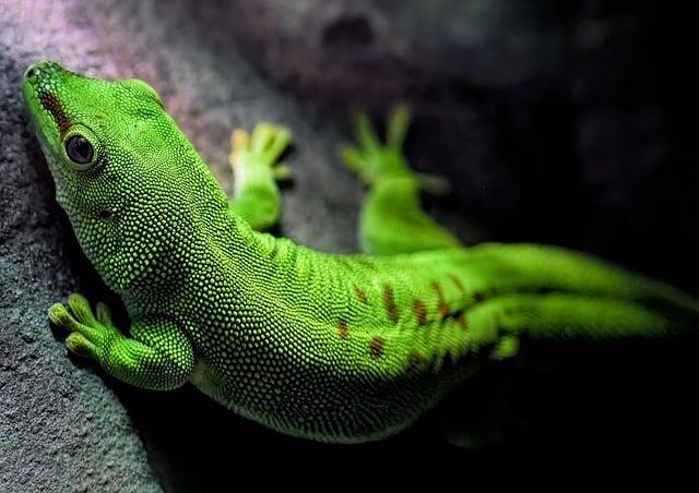 gecko, madagascar day gecko, reptile