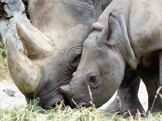 rhino, black rhino, magdeburg, zoo, rhino, rhino, rhino, rhino, black rhino, black rhino, black rhino, black rhino, black rhino