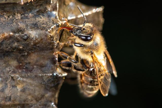 bee, western honey bee, european honey bee, carniolan honey bee, apis mellifera, beehive, apiary, insect, beekeeping, nature, macro, close up, world bee day