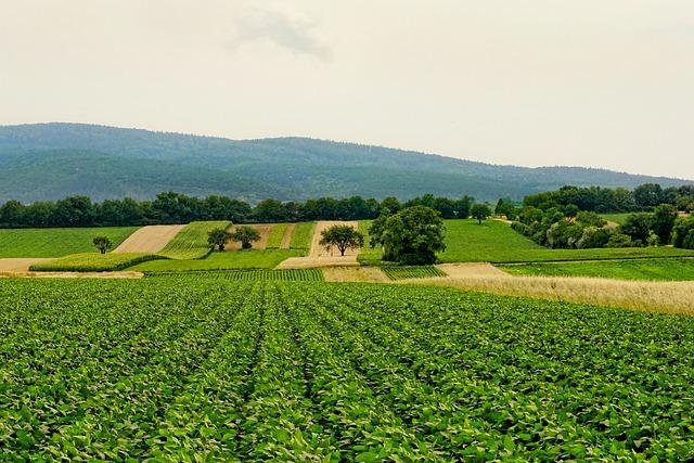 nature, fields, agriculture