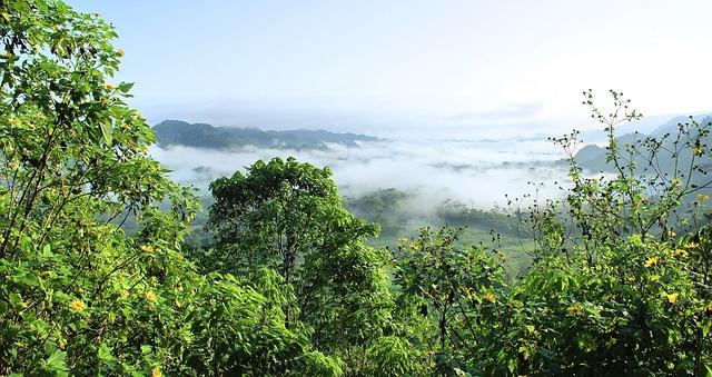 amazonia, selva, primary forest