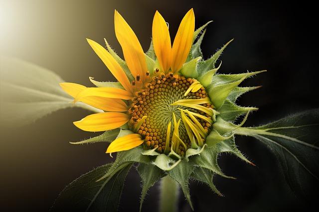 sunflower, nature, beautiful flowers