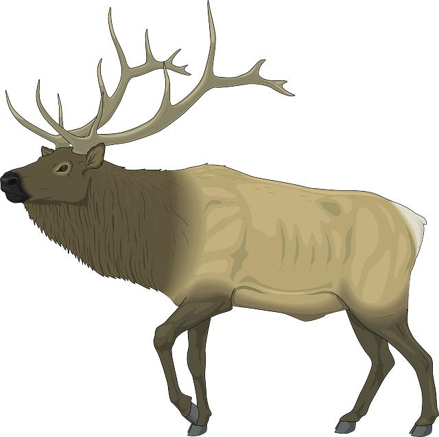 elk, animal, wildlife