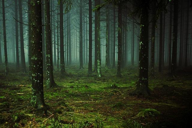 forest, trees, fog