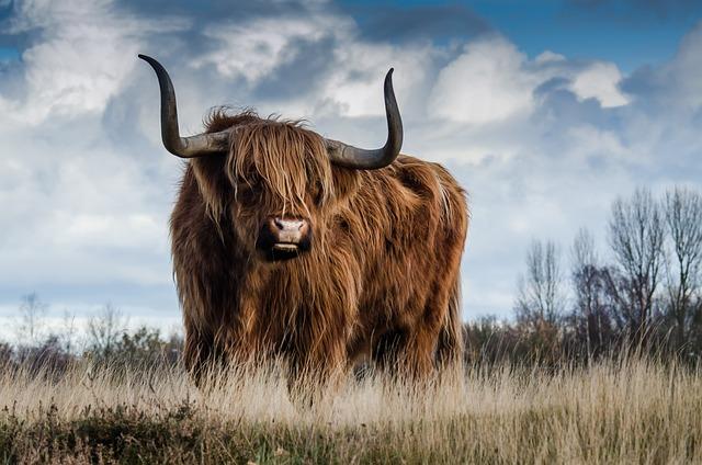 highland cow, cow, horns