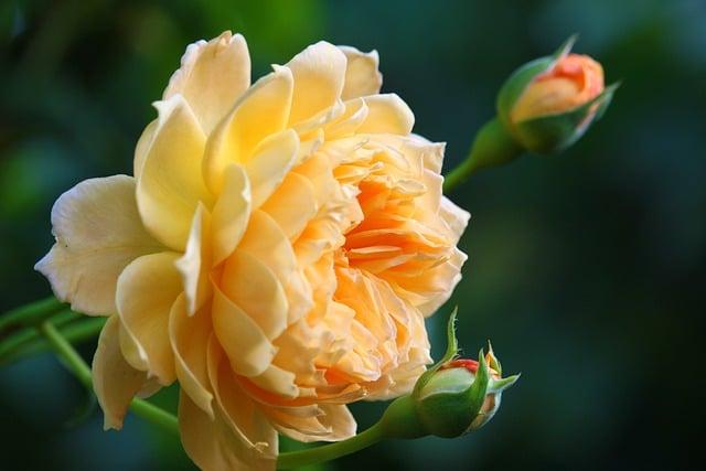 rose, petals, bud