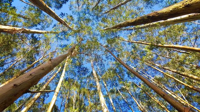 eucalyptus, tree, flora