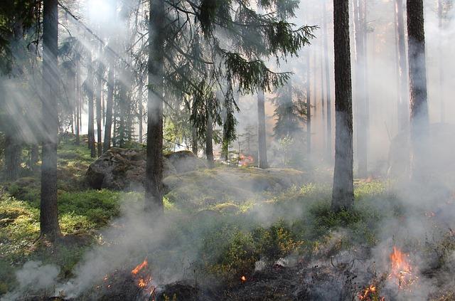 the ugly swamp, nature reserve, burning