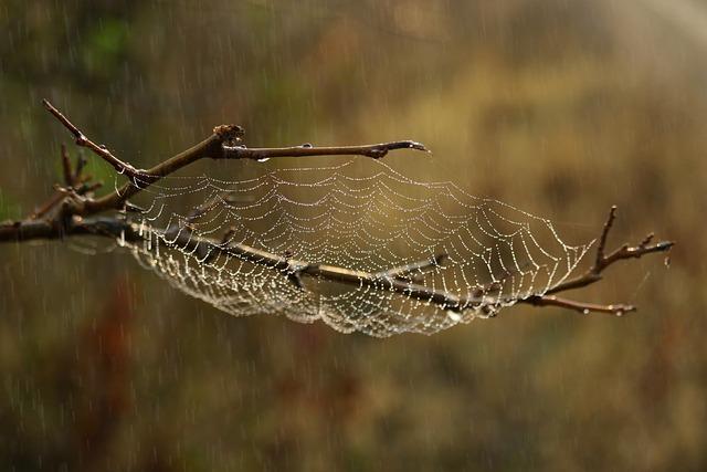 spider web, web, habitat