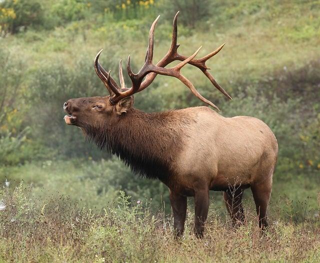 elk, bull, animal