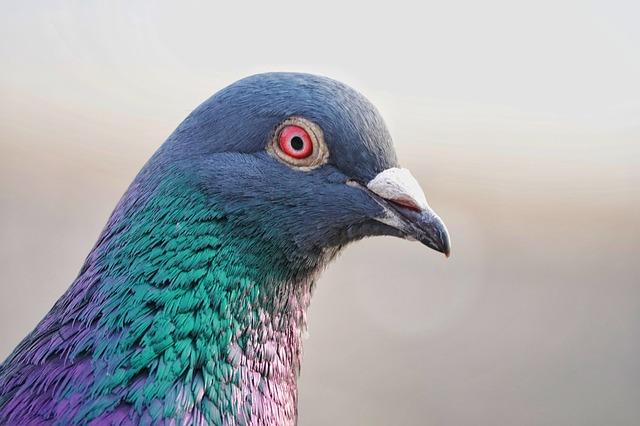 Passenger Pigeon: Sky’s Fallen Legend