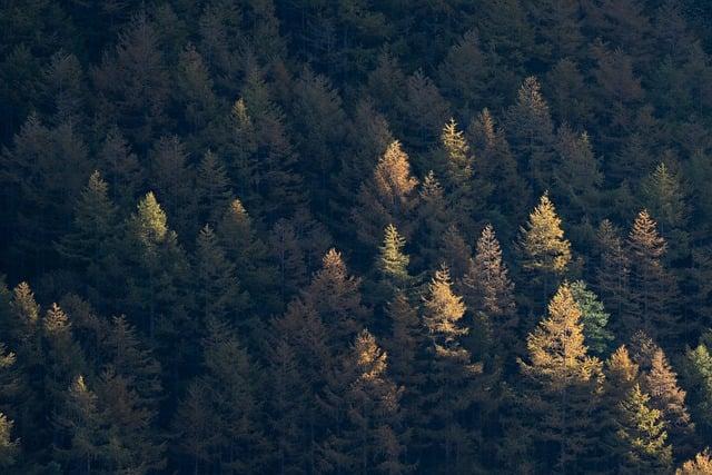 trees, nature, outdoors