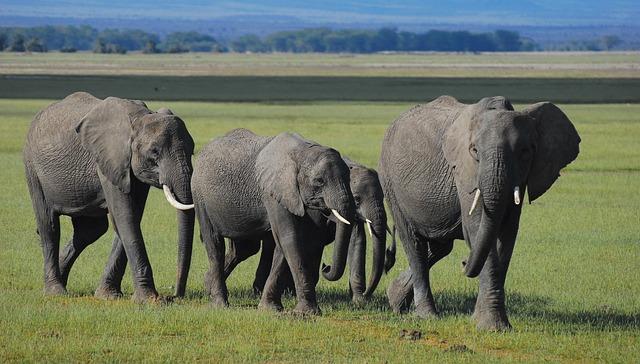 elephants, kenya, community, family, africa, safari, nature, savannah, wilderness, wild, wildlife, landscape, environment, tusks, pachyderm, conservation, climate crisis, companionship, cooperation, peaceful, walking