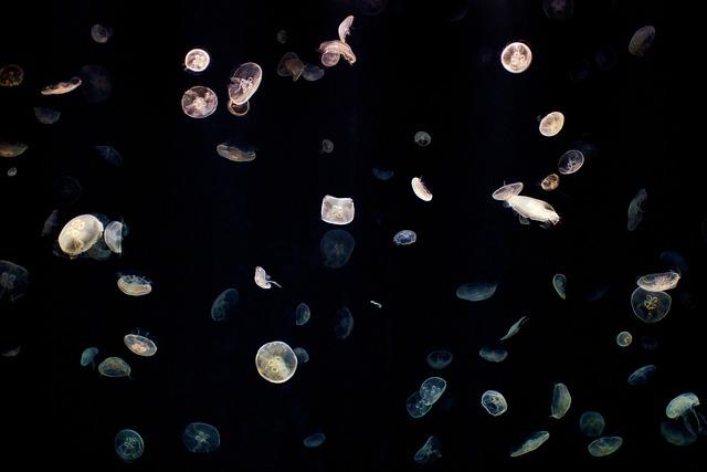 jellyfish, sea jellies, animals