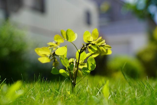 sapling, plant, leaves