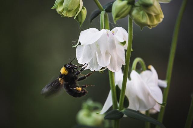 flowers, hd wallpaper, bumblebee, bee, pollen, nature background, beautiful flowers, floral background, flower wallpaper, pollination, 4k wallpaper, beautiful nature, nature wallpaper, windows wallpaper, bombus, desktop backgrounds, full hd wallpaper, insect, laptop wallpaper, animal, white flowers, wallpaper 4k, petals, bloom, cool backgrounds, blossom, garden, 4k wallpaper 1920x1080, beautiful wallpaper, flower background, free background, plant, nature, flora, free wallpaper, mac wallpaper, closeup, wallpaper hd, background, wallpaper, world bee day