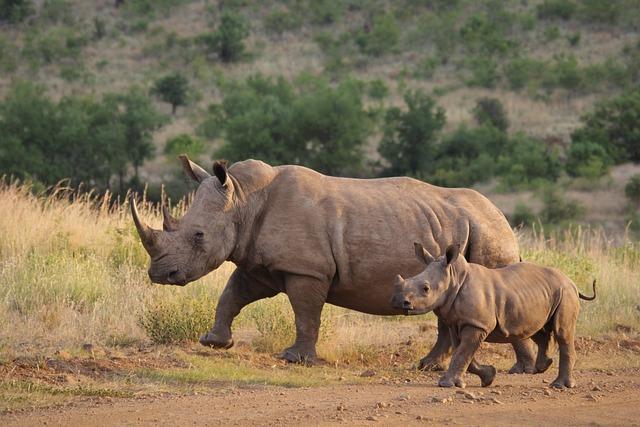 Javan Rhino