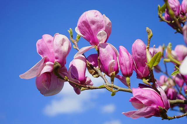 magnolia, magnolia liliiflora, flowers