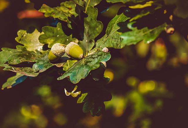 acorns, oak leaves, nature