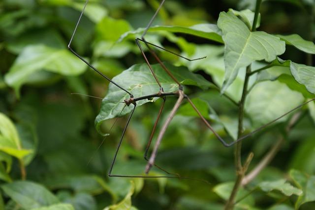 phasmids, stick insects, canes