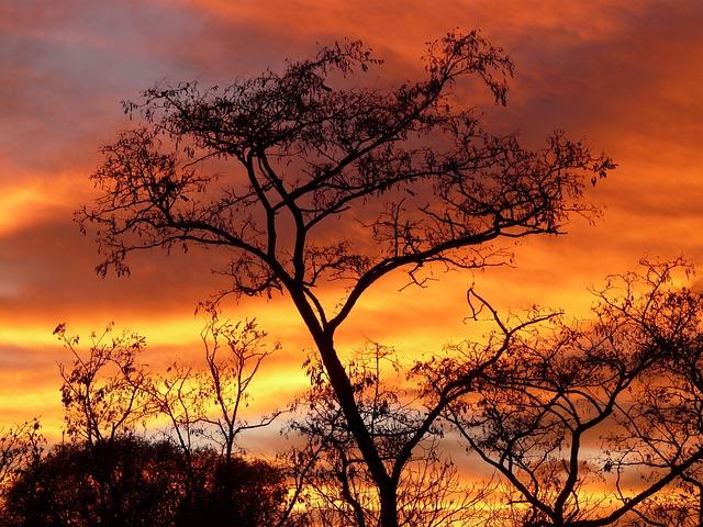 trees, dusk, silhouette