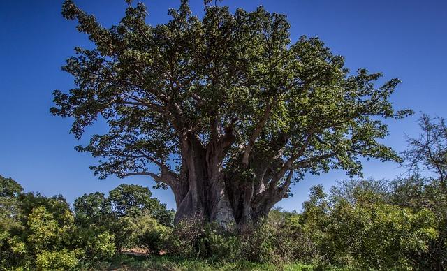 baobab tree, tree, nature