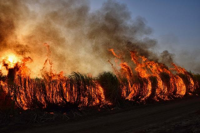 wildfire, bushfire, flames