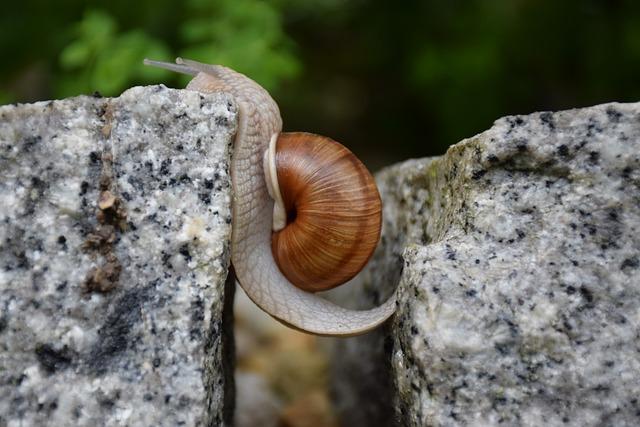 snail, overcome obstacle, will