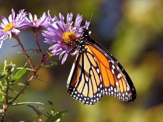 Monarch Butterfly Biosphere Reserve