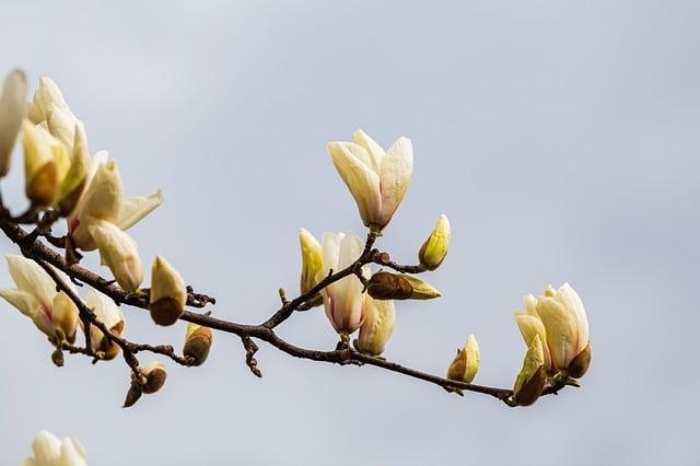 magnolia, flowers, white flowers