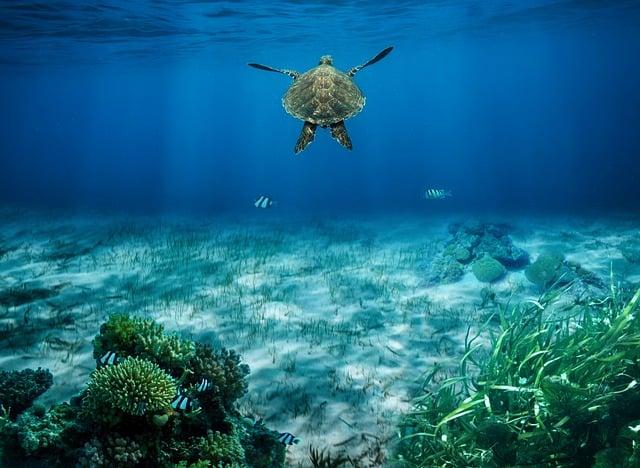 sea turtle, turtle, underwater