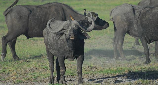 Iberá Provincial Reserve Rewilding