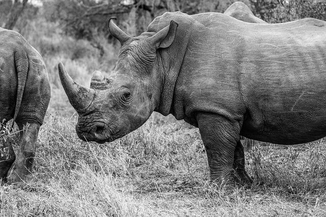 animal, nature, rhino