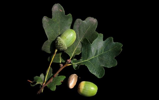 acorn, leaves, oak leaves