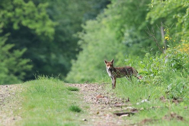 fox, forest, nature