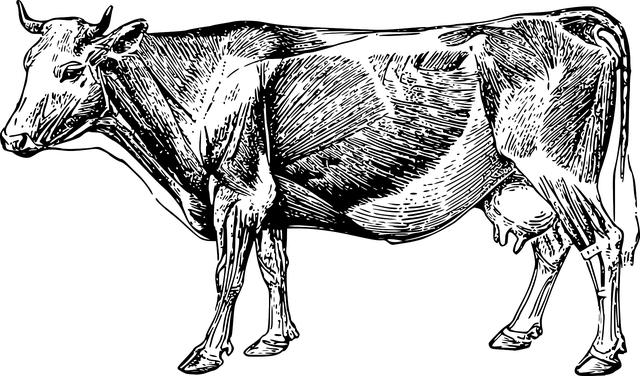 cow, muscles, anatomy