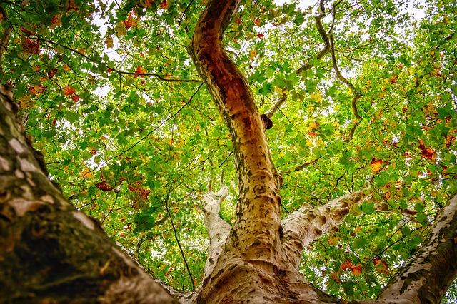 Sycamore (Platanus genus)