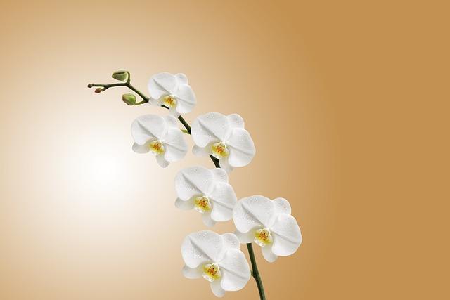 flowers, orchids, white