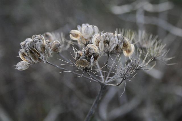 umbel flower, faded, seed stand, transience, botany