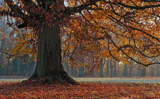 Common Beech (Fagus sylvatica)