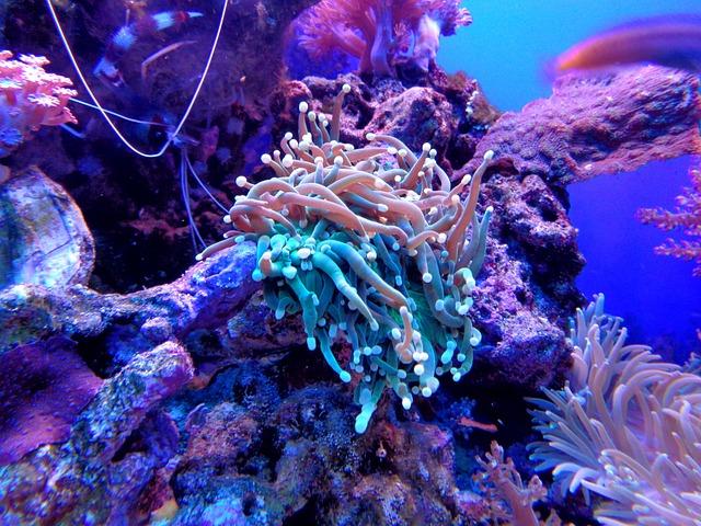 coral, anemone, coral reef