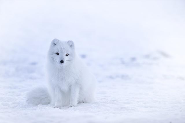 white, nature, fox