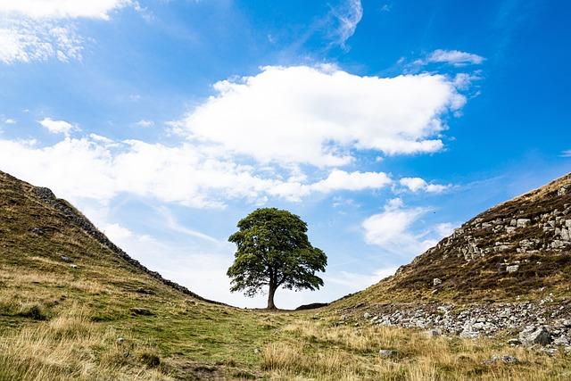 tree, sycamore gap, northumberland