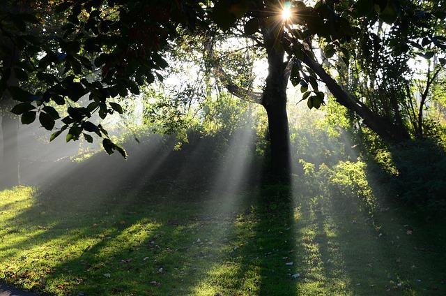 sun, morning, landscape