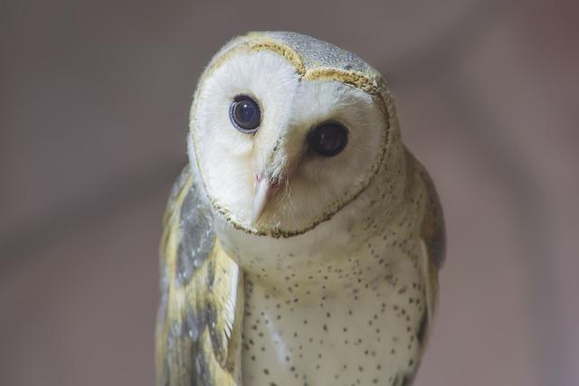 owl, khmer owl, bird