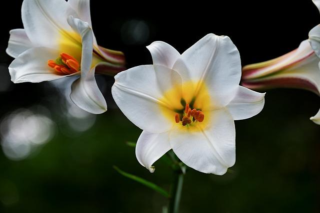 david-lily, lily, white