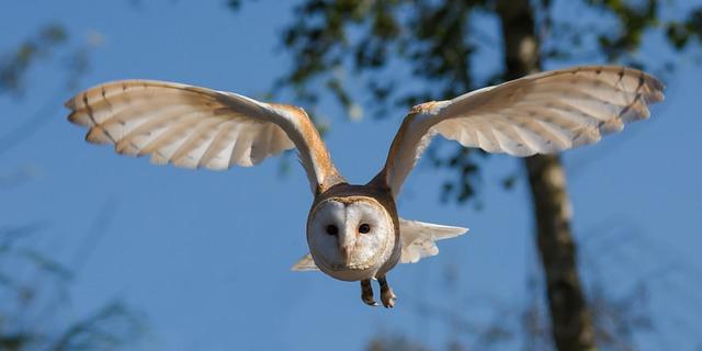 barn owl, bird, flying