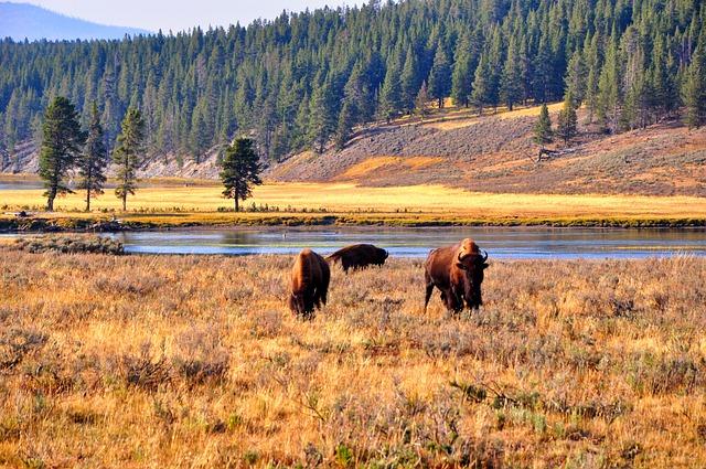 bison, wyoming, yellowstone